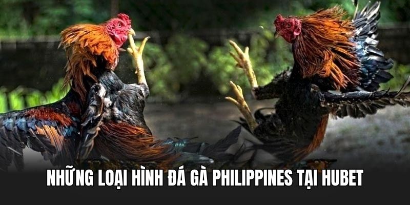 Tổng hợp những loại hình chọi kê philippines tại Hubet