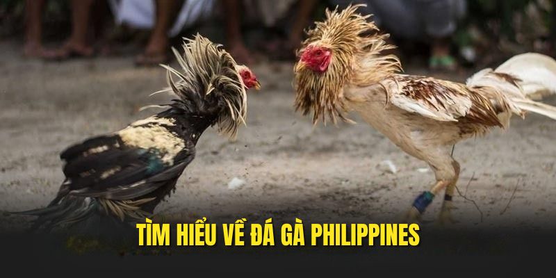 Tìm hiểu về chọi kê philippines