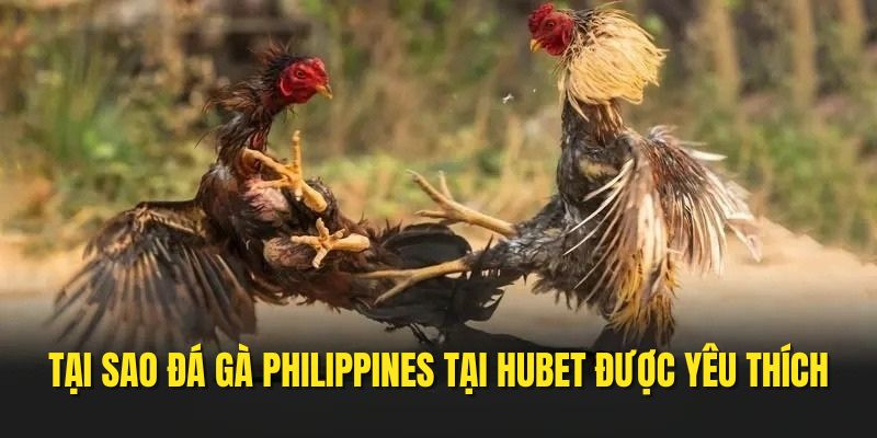 Lý giải tại sao đá gà philippines được ưa chuộng