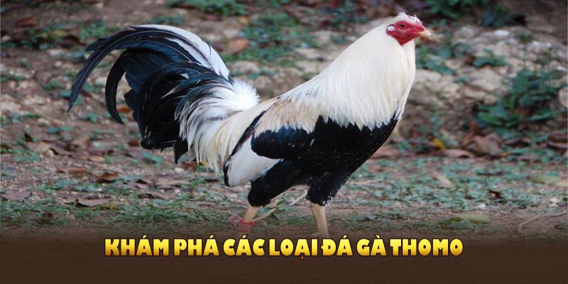 Khám phá các loại đá gà Thomo để không bỏ lỡ trải nghiệm thú vị