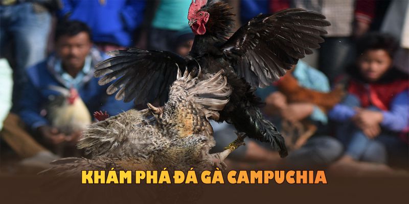 Khám phá đá gà Campuchia trong không khí sôi động tại HUBET