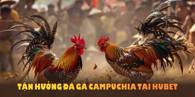 Tận hưởng đá gà Campuchia tại HUBET với chất lượng và tiện lợi