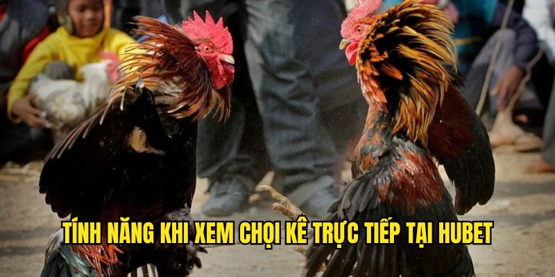 Tìm hiểu các giống gà có thể xem chọi kê trực tiếp tại Hubet