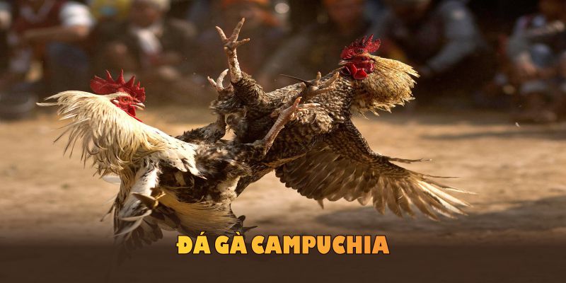 ảnh đại diện đá gà campuchia